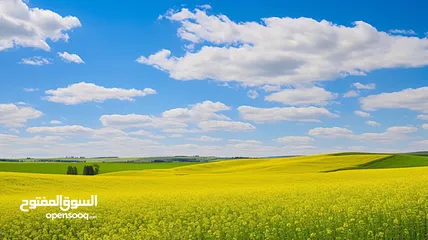  1 قطعة ارض مستوية للبناء السكني في لوزة - الخليل