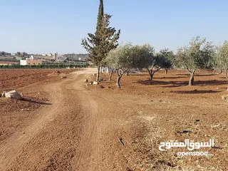  16 مادبا ماعين ارض زراعية مميزة عليها مزرعة زيتون جاهزة واصل جميع الخدمات مساحتها 4500 م