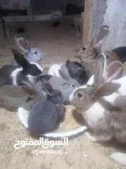  8 ارانب للبيع