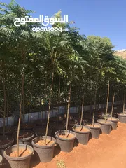  21 مشاتل الاندلس لإنتاج وبيع جميع انواع الاشجار البلديه والمستورده
