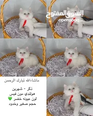  4 قطط صغيره مميزه للبيع