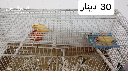  3 3 جواز كنار جميعهم  تحتهم بيض الجوز ب30د + فراخ كناري عمر شهرين ونصف وأكثر الفرح ب5د موجود في مادبا