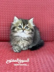  15 ماشاء الله قطط سكوتش فولد احجام ممتازه وصحه كويسه شاهد الوصف كامل