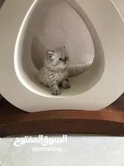  5 كتن هملايا قطط
