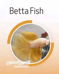  7 betta fish