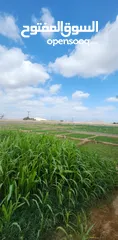  2 مزرعة ف ولاية إزكي بلدة السياحي بمساحة كبيرة مسورة ويوجد تصريح للبئر للبيع