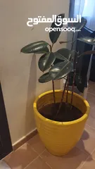 1 pot for sell with plant
