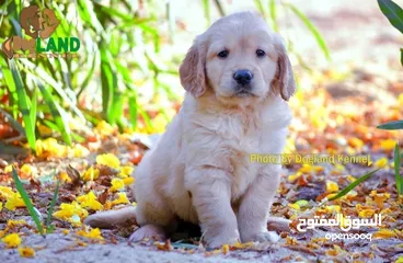  3 golden retriever puppies