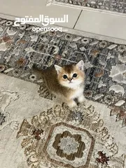  3 قط سكوتش ستريت جولد ny12 ذكر عمره شهرين معه اغراضه و الفحص تاعه متعود عاللتر بوكس والدراي فود