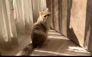  2 للتبني قطه شيرازيه العمر 6 سنوات ( صغيره الحجم )