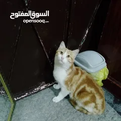 4 قطط منزليه اليفه تعيش في المنزل