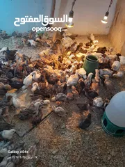  1 صوص بلدي للبيع