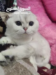  1 قط سكوتش فولد للتزاوج