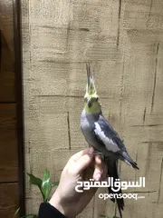  1 ببغاء الكوكتيل للبيع بسعر جيد  جدا جدا اليف