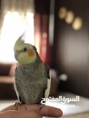  2 طيور كوكتيل للبيع جوز شغالات