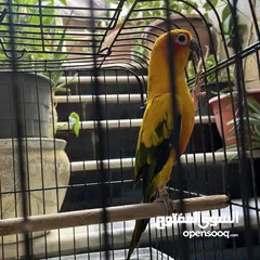  1 ببغاء صن كنيور  Sun Knior Parrot