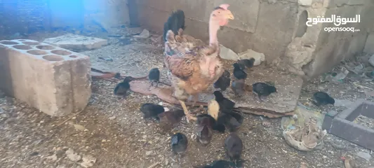  1 جاجه يهوديه معها 25 صوص بلدي