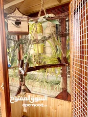  2 اقفاص طيور الحجم الكبير#مطيار طيور