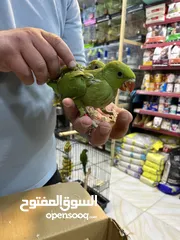  8 فراخ درة فخر الإنتاج الأردني سوبر جامبو نخب أول تبارك الرحمن تابع الوصف عرض خاص جدا