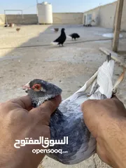  13 كوم حمام للبيع