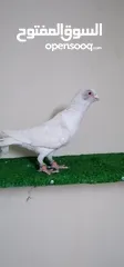 7 اجواز مسويد