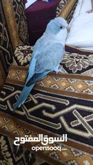  8 ببغاء كويكر. و دره. و فراخ دره و كويكر  تابع وصف طيور بسعر حرق