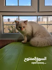  4 قط شيرازي حليبي فاتح