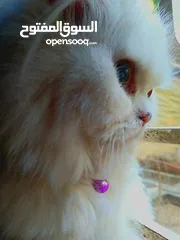  1 قطة شانشيلا صغيرة عمرها 9شهور بيضاء بيتيه