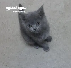  3 قطط سكوتش بيور ثلاث صغار