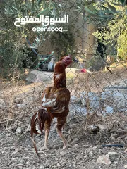  2 فحل بصلاة على النبي