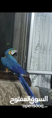  2 ببغاء مكاو Blue and Gold متكلم مواجهه اليف عجينه ثوب كامل وبجنن وافلح من ذكر الله وشوف الوصف