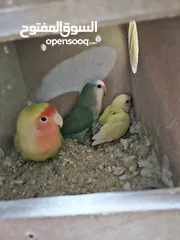  1 جوز روز معاهم فرخ عمر ست اشهر