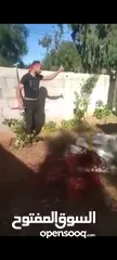  17 لحام متنقل ذبح أضاحي خاروف عجل بلدي جمل غنم بلدي روماني برزيلي كولمبي اسباني خروف بلدي جزار متنقل