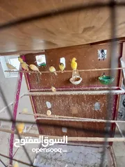  2 كنار جواز مع بيض وفي اجواز مع افراخ