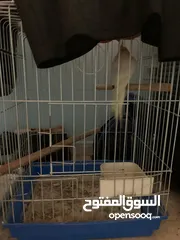  6 كوكتيل لاتينو مع قفصه للبيع