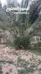  1 بستان دونم للبيع طابو عراقي تحويل