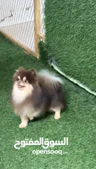  1 Male Pomeranian chocolate tan for mating only