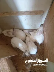  1 ارانب فرنسي الكل شغال عدد 17 البيع لعدم التفرغ