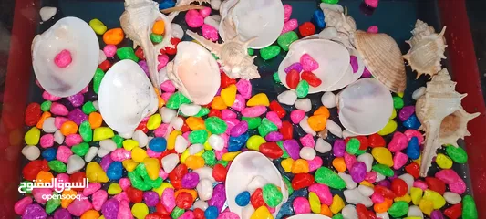  1 حوض سمك زجاجي بحاله ممتازه جدا
