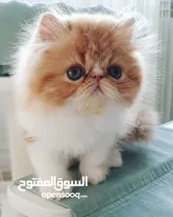  4 Persian Kitten for Adoption