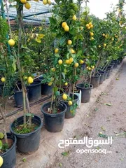  18 مشاتل الاندلس لانتاج وبيع جميع انواع الاشجار البلديه والمستوردة