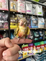  4 متوفر لدينا تشكيله طيور جميله