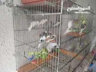  6 الله جبرهم الله يبارك للمشتري