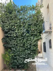  6 شقة أرضية للبيع في ضاحية النخيل - ref: 14613