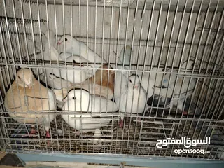  6 جواز بلدي للبيع