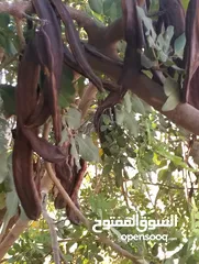  2 خروب حبه كبير