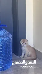  12 Golden and blue folded Scottish cat  جولدين سكوتش فولد عمر ثلاث شهور مستوى خارق