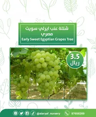  9 شتلات وأشجار العنب النادرة من مشتل الأرياف أسعار منافسة الأفضل في السوق   انگور  Grapes