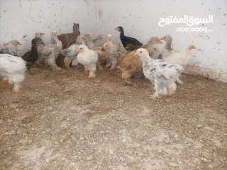  2 صيصان براهمي. بف
