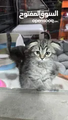  16 Scottish fold cats 2 month old سكوتش فولد عمر شهرين